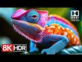 Color That Breathes � Dolby Vision in Stunning 8K HDR 120fps