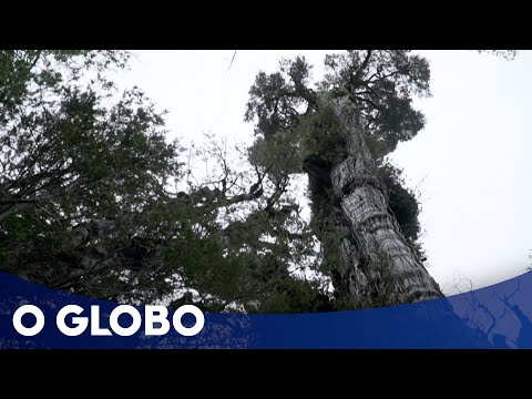 A árvore mais velha do mundo: 5 mil anos