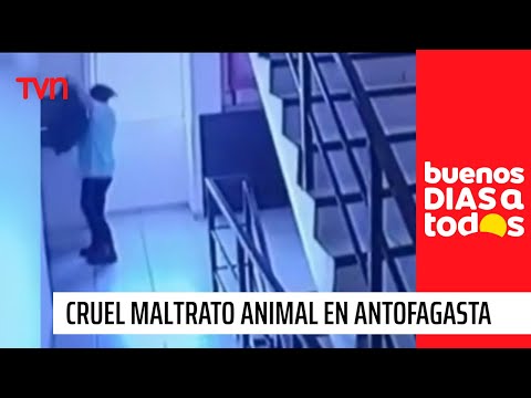 Inhumanos lanzan a perrita por el ducto de basura de un edificio de Antofagasta | BDAT