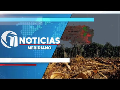 ONU alerta de narcodeforestación del Amazonas, partes de México y Centroamérica
