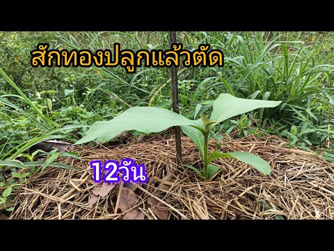 สักทองตัดมาแล้ว12วันเริ่มโต