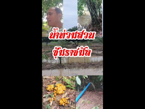 น้ำท่วมสวนซุ้มราชมัล