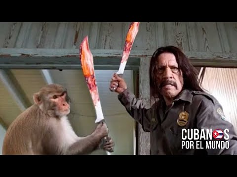 Pandillas se enfrentaron en finca de Los Monos durante sangriento “inicio del verano” en La Habana.