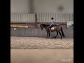 Show jumping horse Te koop fijn springpaard/ allrounder
