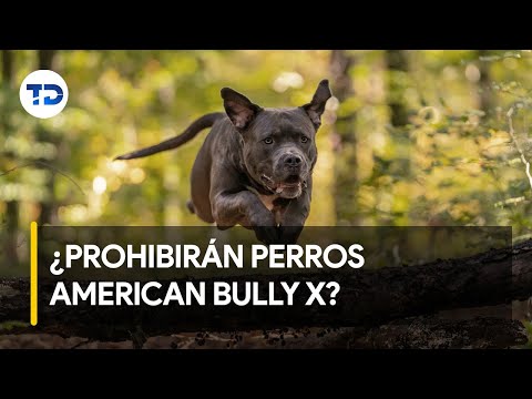 Duen?os de perros American Bully XL temen que prohi?ban raza en Costa Rica