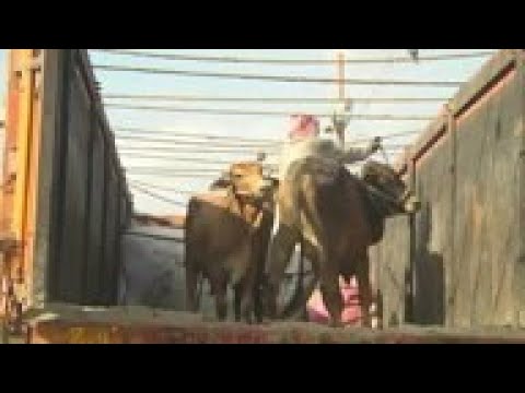 Eid animal trade slows as virus hits economy