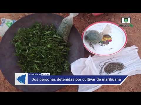 Ejército de Nicaragua, exhibe a dos nicaragüenses que cultivaban un plantío de marihuana