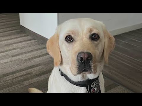 Accelerant-detection therapy dog added to Colorado fire team