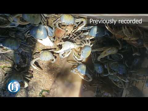 Trelawny crab theft ... Farmer loses almost entire cast