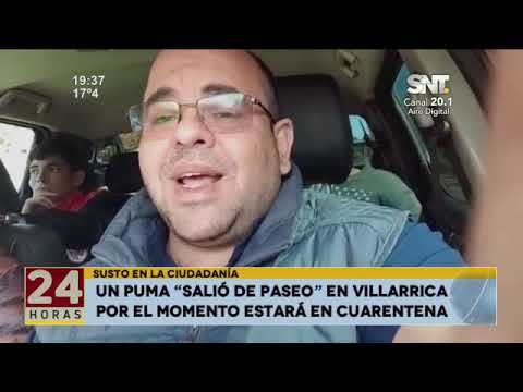 Trasladaron al puma de Villarica en Asunción