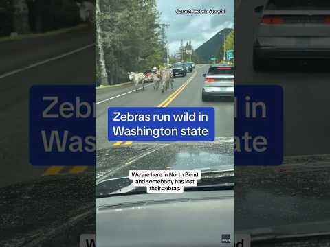 Zebras get loose in Washington state #shorts