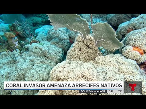 Comienzan a remover coral invasor en la zona de La Parguera