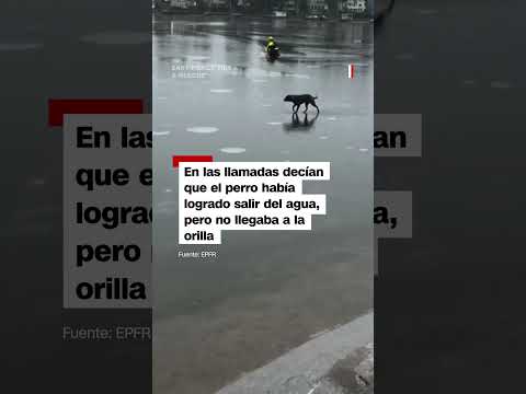 Bomberos locales rescataron a un perro que cayó en un lago congelado