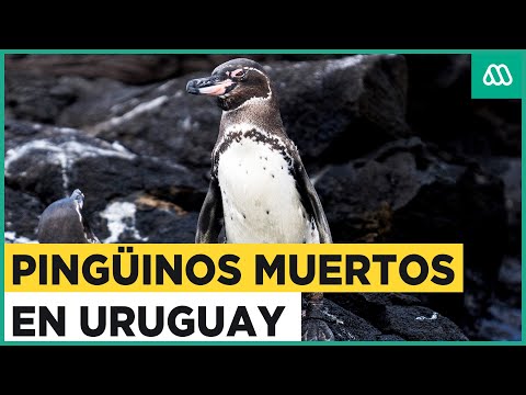 Al menos 2 mil pingüinos de Magallanes sin vida aparecieron en las costas de Uruguay