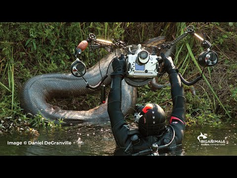 Anacondas in Brazil Adventure - BigAnimals Global Expeditions