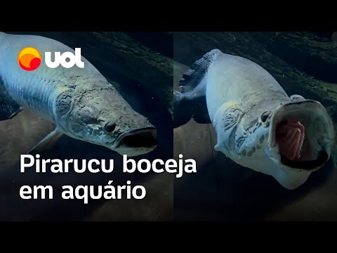 Vídeo mostra pirarucu bocejando em aquário em MS; hábito é sinal de relaxamento; veja