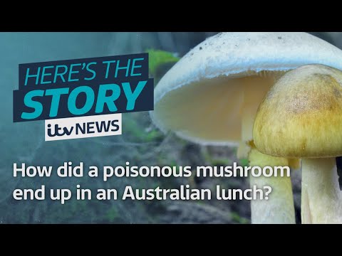 Mystery mushroom poisonings: The Australian lunch that ended with three dead | ITV News