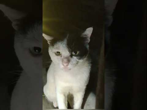 แมวแหละ แม๊ะ #น้องแมว #Cat #Shorts