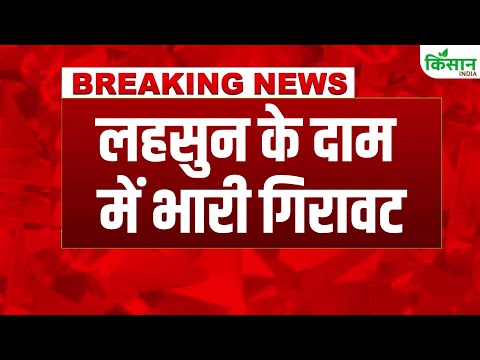 #breakingnews | Garlic Price | लहसुन की कीमत फिर गिरी, किसान को भारी नुकसान । Kisan India