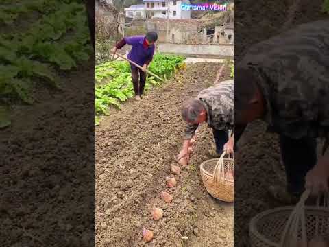 Farm work: Sweet potato seedling raising