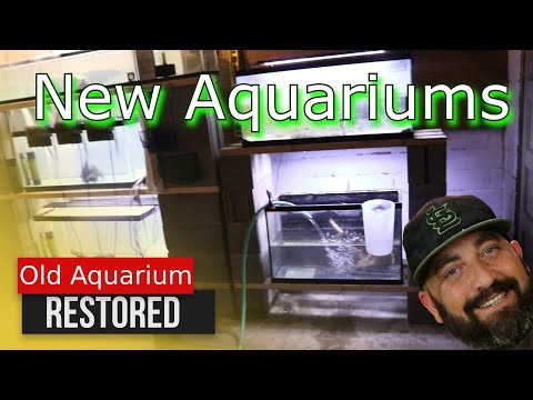 Showing some love to a Few old AQUARIUMS Thanks for stopping by my channel. In Today's video im Showing some love to a Few old AQUARIUMS.

Le