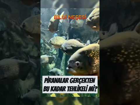 Piranalar Gerçekten İnsan Yiyor mu?