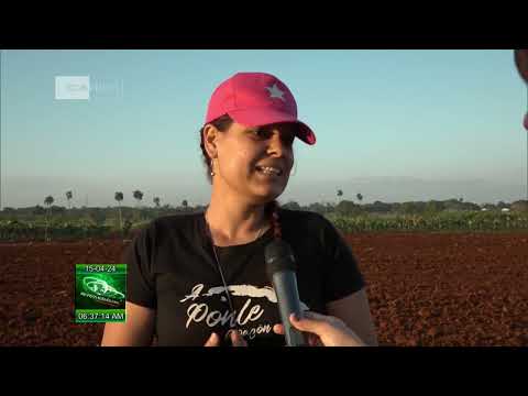 Trabajo voluntario en producción de alimentos en Cuba
