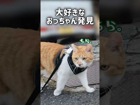 大好きなおっちゃんに会ったときの猫の反応がこちら