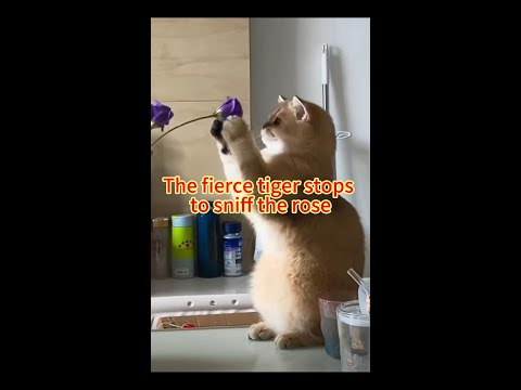 The fierce tiger stops to sniff the rose#cat #funny #shorts #subscribe