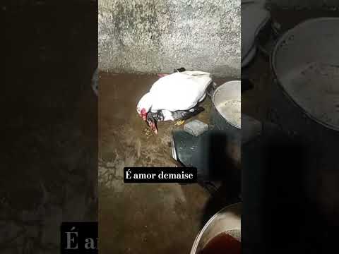 Aqui é potência sô #animais #pato pato #duck