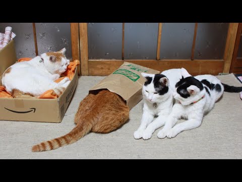 猫の動画サムネイル - かご猫LIVE配信　2025年06月14日