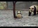 PANDA Baby playing with Mam, Run & Fall, Aihin 愛浜 双子パンダ