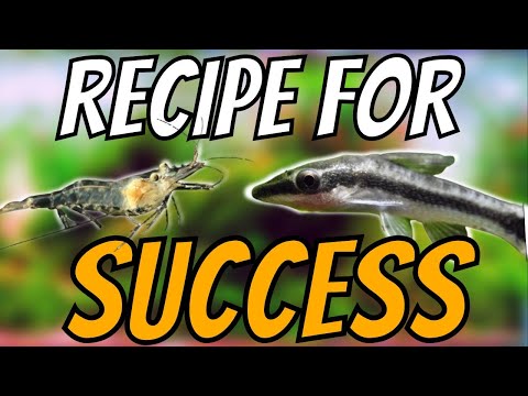 Choosing the Right Clean Up Crew - Success with yo This little tip will help you succeed with your planted aquarium.
and good news they are pretty cute