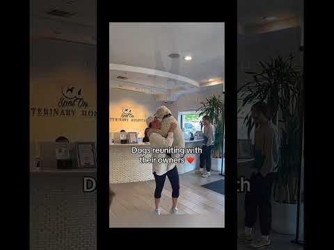 funnydogs#cute#doglover#doglife#cure#dogshorts#pet#doglife#dogshorts