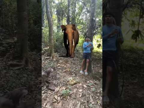 elephant attack 🐘 #shorts #viral #trending #whatsappstatus #elephant #shortvide