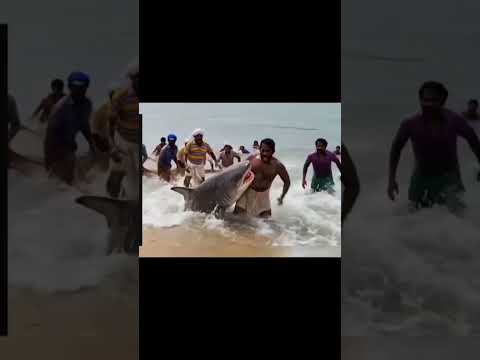 hamare sathi sab milke machli pakadne gye the. ... #fishing #reels #fishingvideo #shorts