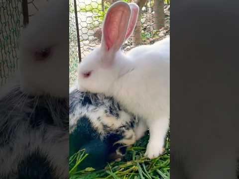 #cute #yummy #rabbit #rabbits #lovely #love #shortvideo #short #shorts #top #funny #shortvideo #top