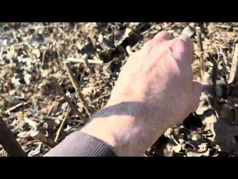 Tavaszi elő kerttúra ( metszésekről, ültetésről, a tavaszi teendőkről) kisebb bakival a videoban :)