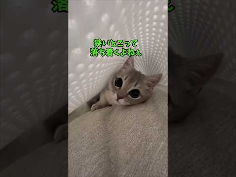 かわいい猫動画で癒しと笑顔を届けます サムネイル