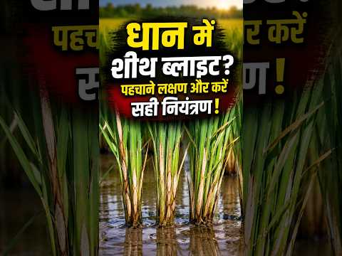 धान की फसल में शीथ ब्लाइट रोग की पहचान और बचाव का पूरा वैज्ञानिक तरीका  | #SheathBlight #RiceDisease