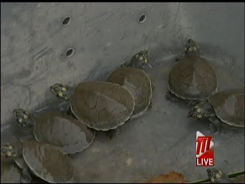 Emperor Valley Zoo Welcomes 18 Turtle Hatchlings On World Environment Day