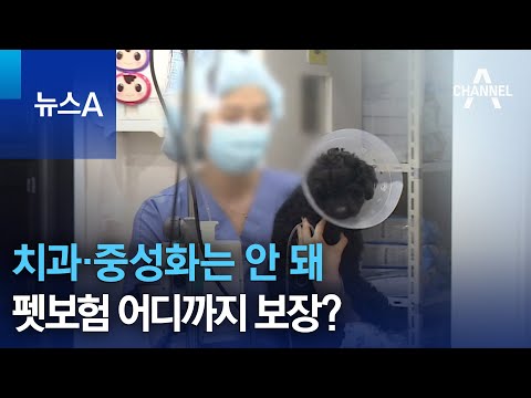 치과·중성화는 안 돼…펫보험 어디까지 보장? | 뉴스A