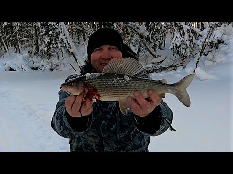 ХАРИУС - МОНСТР ВОЛШЕБНЫЙ УТРЕННИЙ КЛЁВ ЗОЛОТАЯ ЛУНКА