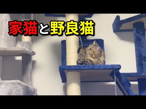 #284【保護猫】我が家では野良猫を保護し飼育しながら外の野良猫達にも餌やりに会いに行っていますがその境遇は全く違うように思えます