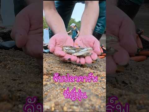 จับปลาคาร์พบนเขาที่ญี่ปุ่นtha