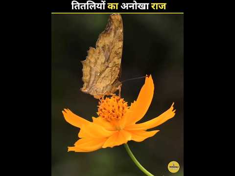 How do butterflies get nectar from flowers? 🤔#shorts #facts #factsinhindi