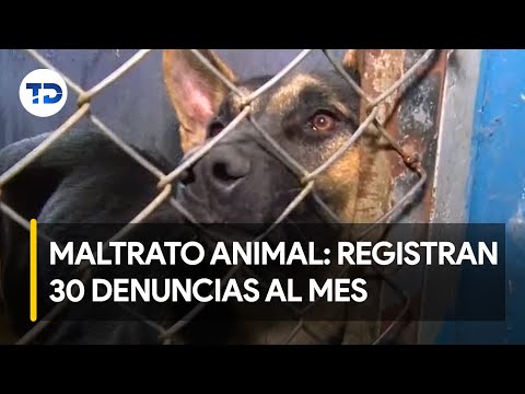 Registran 30 denuncias al mes por maltrato animal