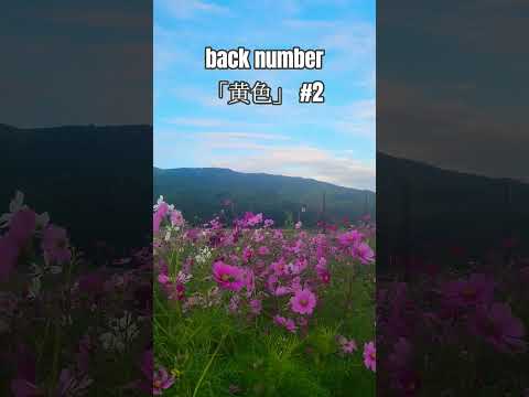 幸田町の秋桜です。この動画を見ながらback numberさんの「黄色」を聴いてください。#コスモス #秋桜 #バックナンバー # 幸田町#愛知県