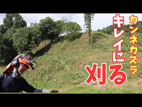 一年間手付かずのカンネカズラの法面を刈る！