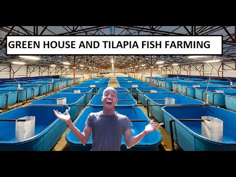 WHY USING A GREEN HOUSE TO KEEP YOUR TILAPIA STOCK Algae free tilapia fish pond ?

One of the most popular complaints I have heard from fish keepers an